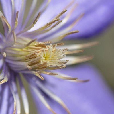 Clematis