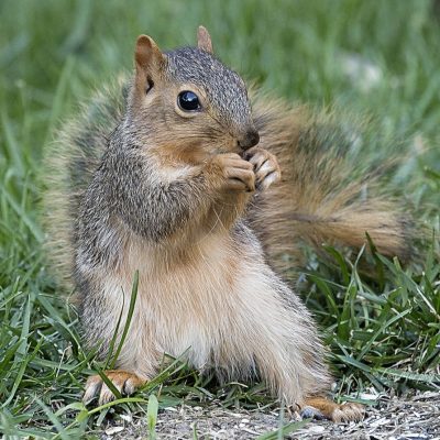 Adolescent male Squirrel