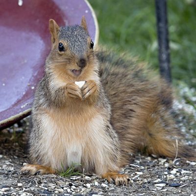 Adolescent male Squirrel