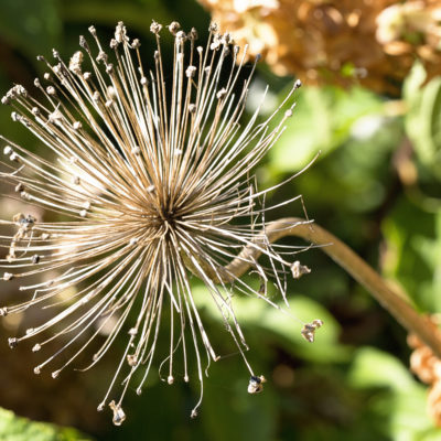 Allium seed head