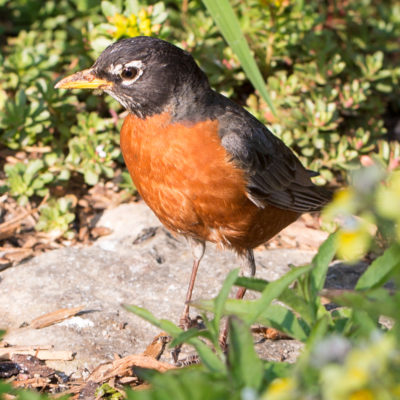 American Robin