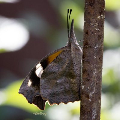 American Snout Butterfly - Libytheana carinenta