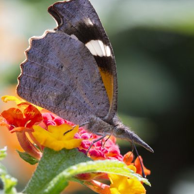 American Snout Butterfly - Libytheana carinenta