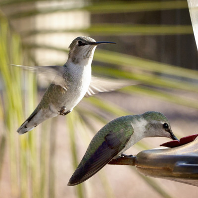 Female hummingbirds in Arizona - 2015