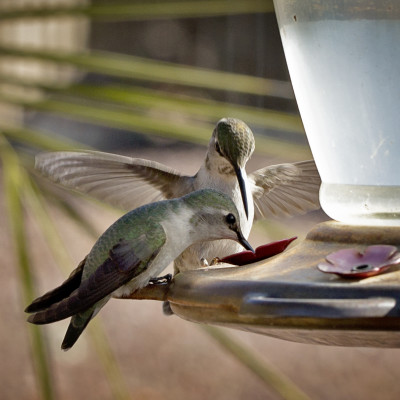 Female hummingbirds in Arizona - 2015