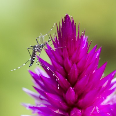 (Asian) Tiger Mosquito