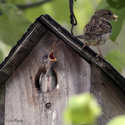 Baby Birds