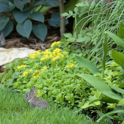 Video - 7 baby bunnys getting fed in our backyard.