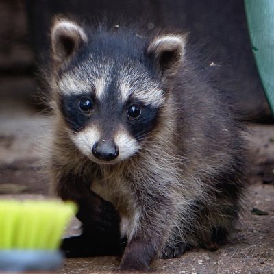 Video - Baby Raccoons Drinking from Birdbath