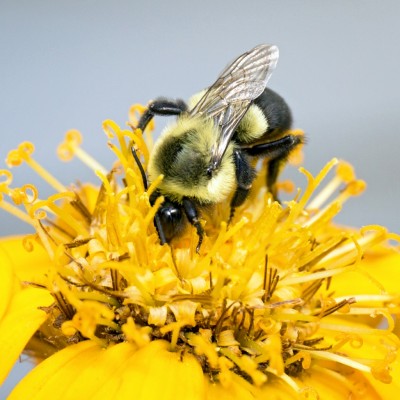 Common Eastern Bumble Bee