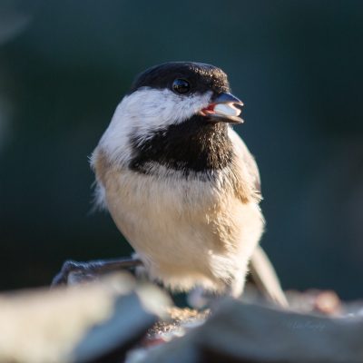 Blacked-capped Chickadee