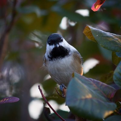 Blacked-capped Chickadee