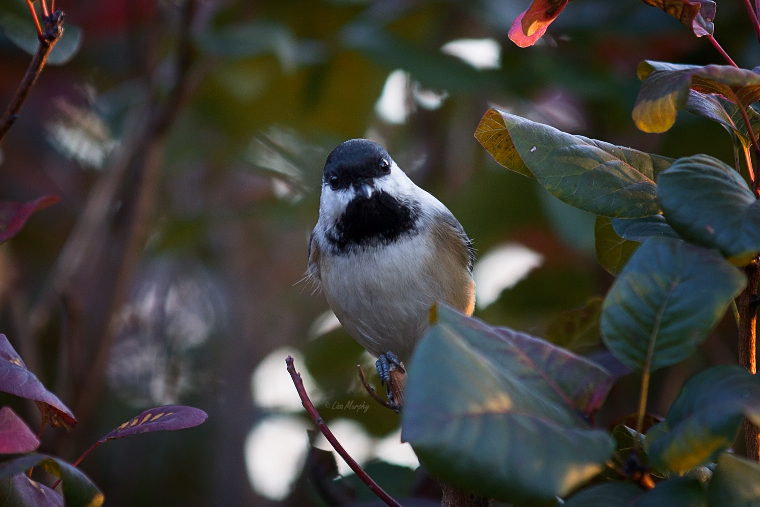 Blacked-capped Chickadee