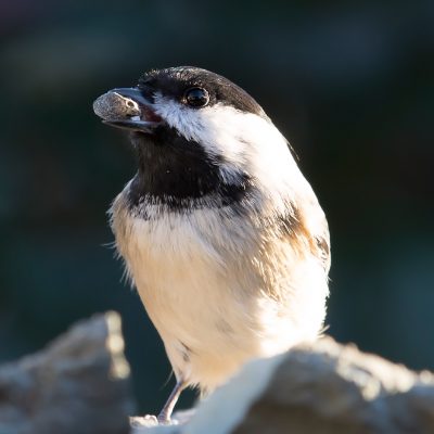 Blacked-capped Chickadee