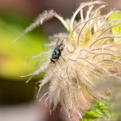 Bottle Fly resting on Flower Seed Head