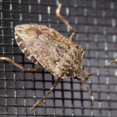 Brown Marmorated Stink Bug