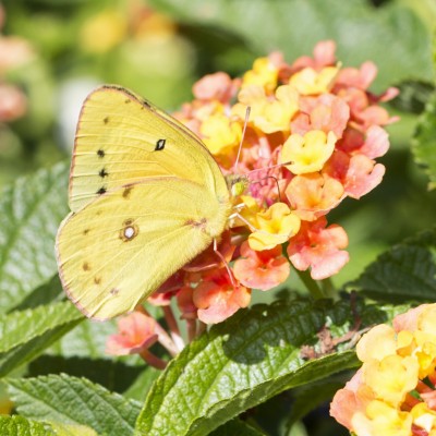 Orange Sulphur Butterfly (Colias eurytheme)