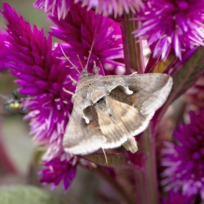 Celery Looper Moth