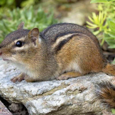 Chippy the Chipmunk who's tearing up my flower beds.