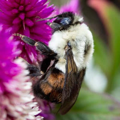 Common Eastern Bumble Bee (Bombus impatiens) rare color morph of impatiens