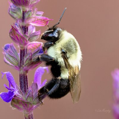 Common Eastern Bumble Bee