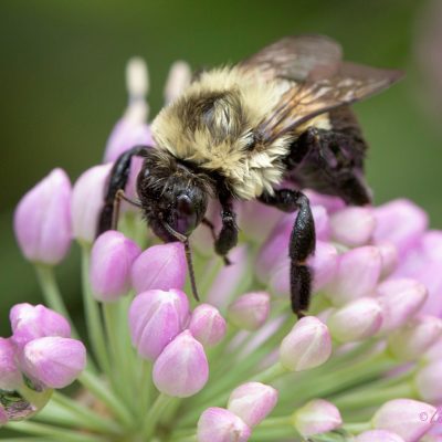 Common Eastern Bumble Bee - this poor guy almost drowned from all the rain.