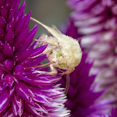 Corn Earworm Moth