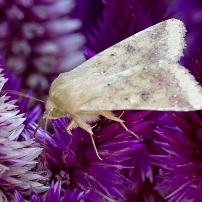 Corn Earworm Moth