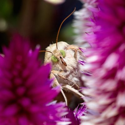 Corn Earworm Moth