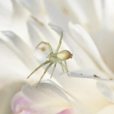 Crab Spider