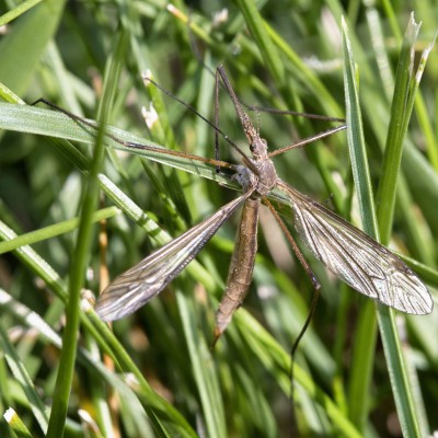 Female Crane Fly