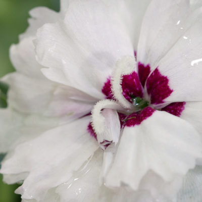 Dianthus Silver Star