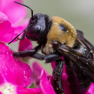 Eastern Carpenter Bee (Xylocopa virginica)