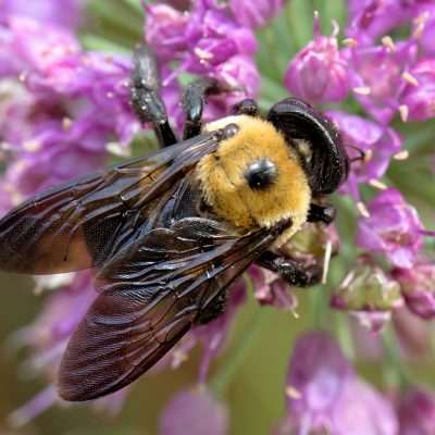 Eastern Carpenter Bee (Xylocopa virginica)