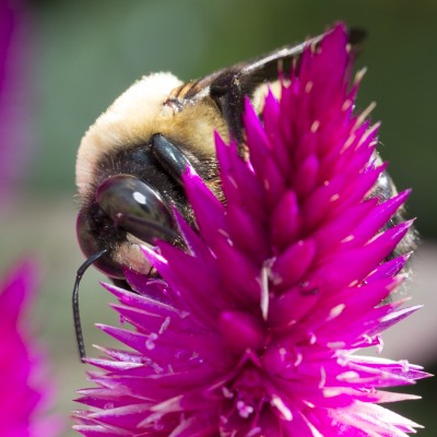 Common Eastern Bumble Bee