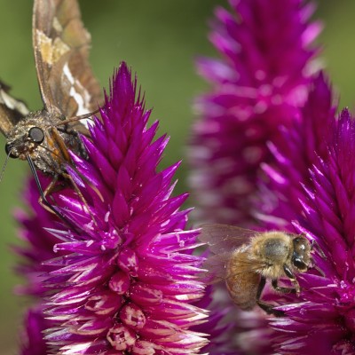 Silver-spotted Skipper & Honeybee