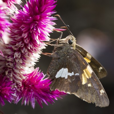 Silver-spotted Skipper (Epargyreus clarus)