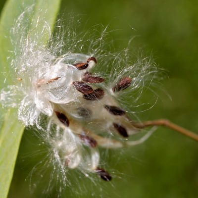 Fall flower seeds