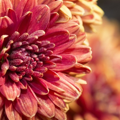 Fall Mum