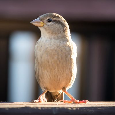 Female Sparrow