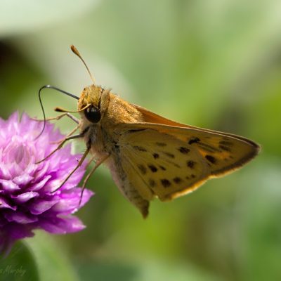 Fiery Skipper (Hylephila phyleus)