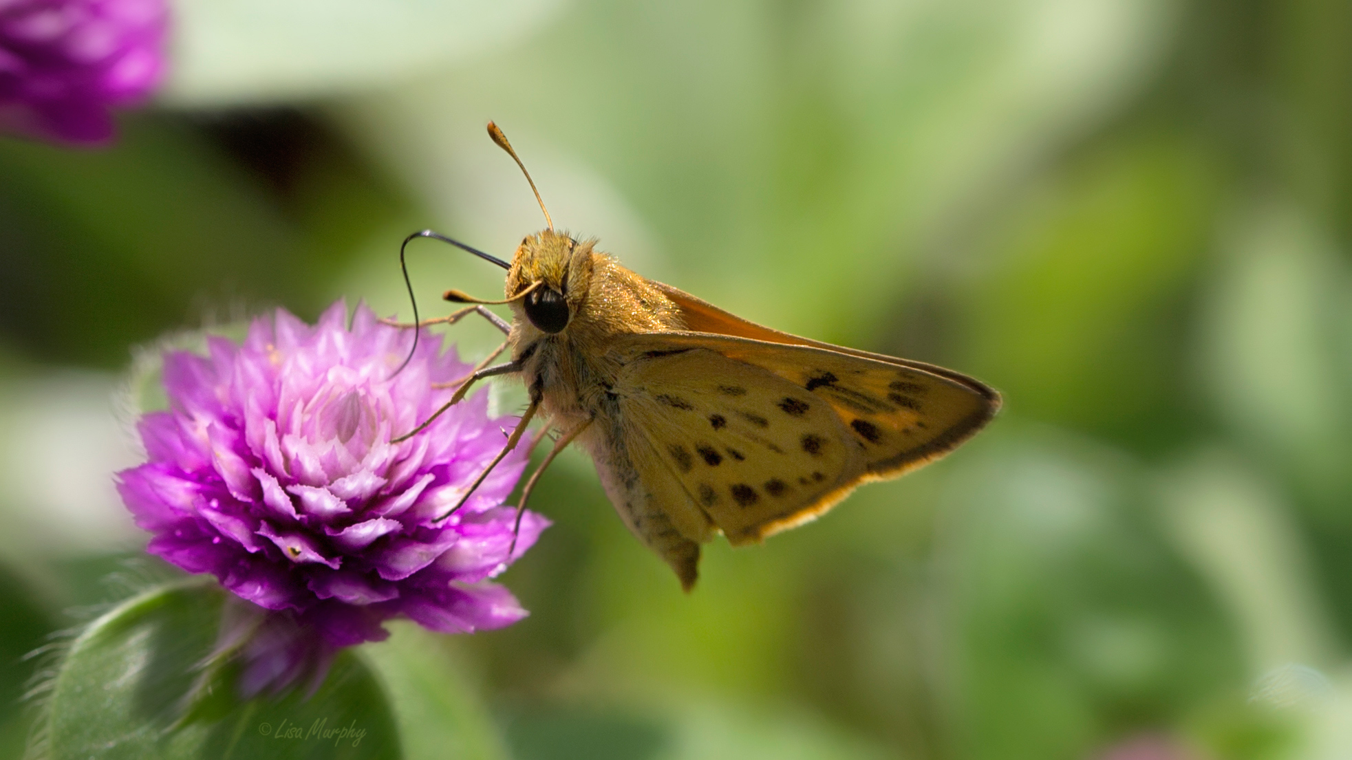 Fiery Skipper (Hylephila phyleus)