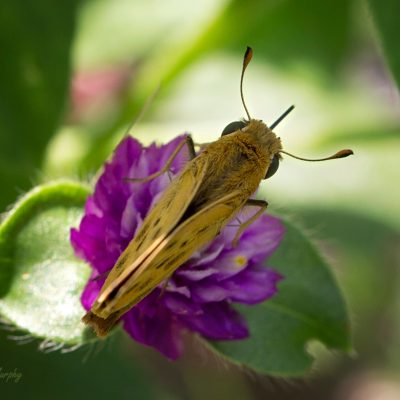 Fiery Skipper (Hylephila phyleus)