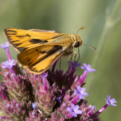 Fiery Skipper (male)