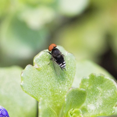 Flat-Footed Fly