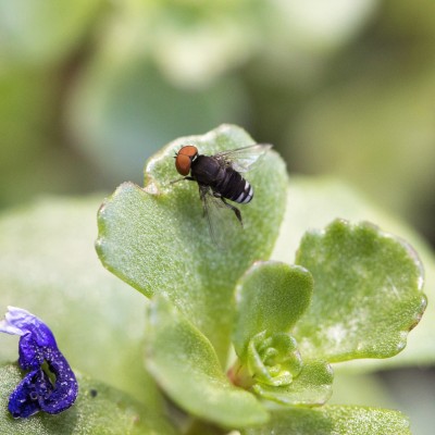 Flat-Footed Fly