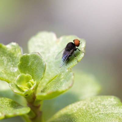 Flat-Footed Fly