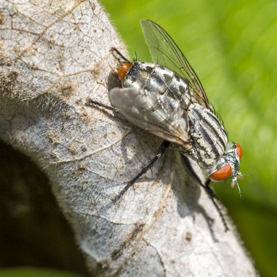 Flesh Fly