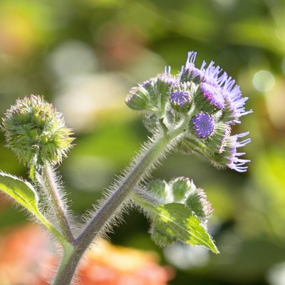 Ageratum flowers