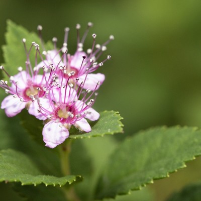 Spiraea japonica 'Little Princess'